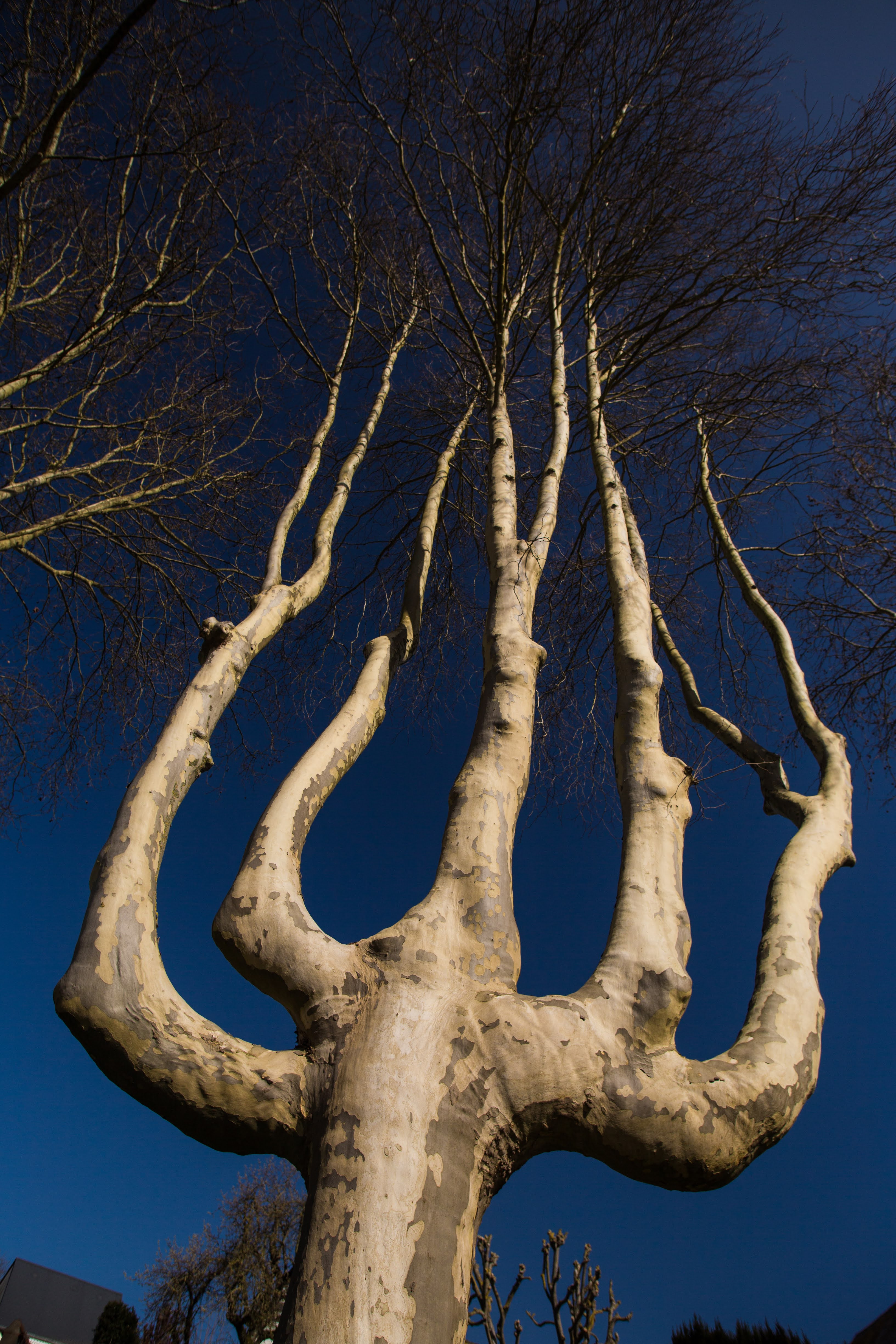 Majestic tree with trident-shaped branches reaching toward a deep blue sky